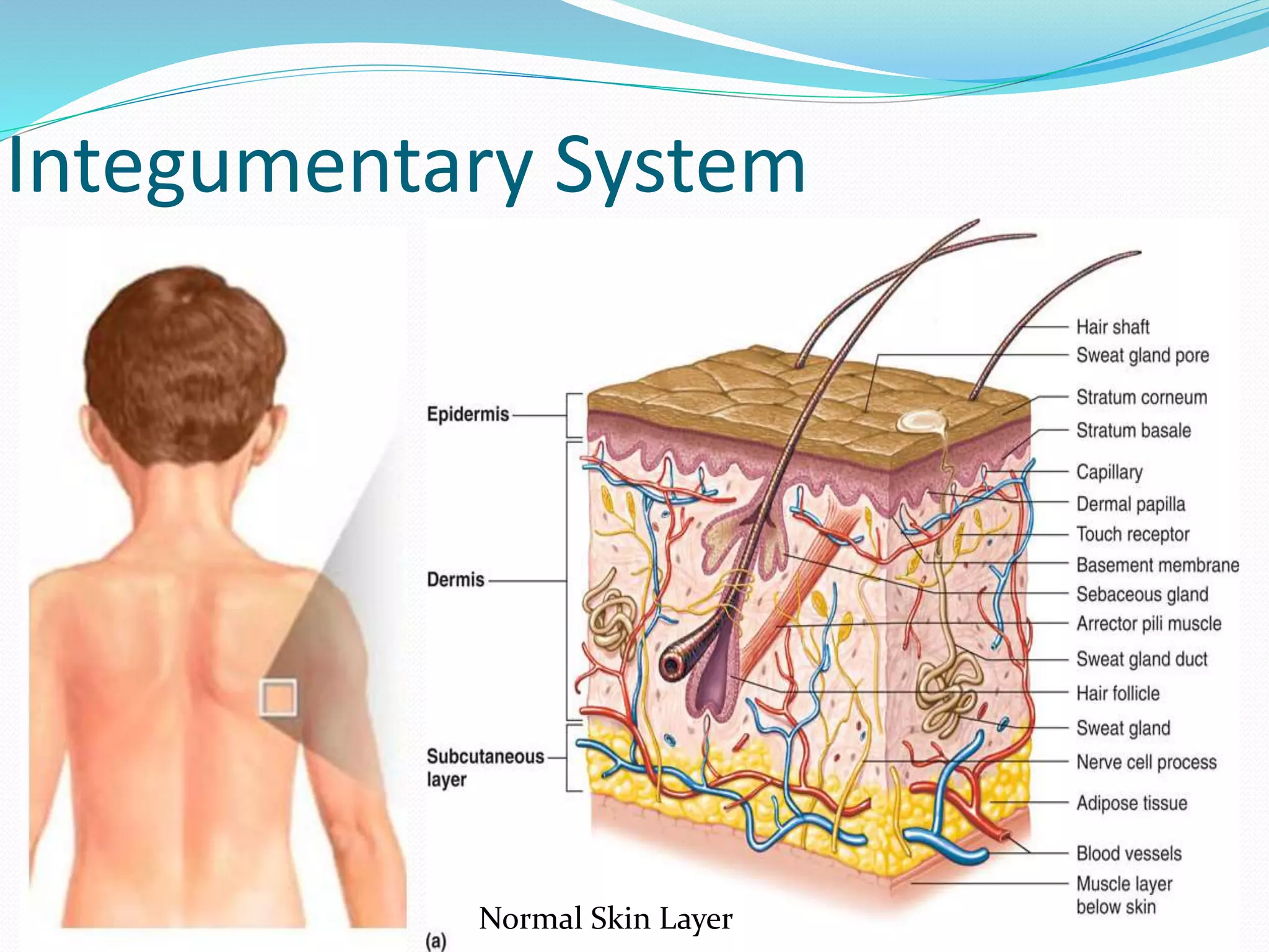 Normal Skin Layer
Integumentary System
 
