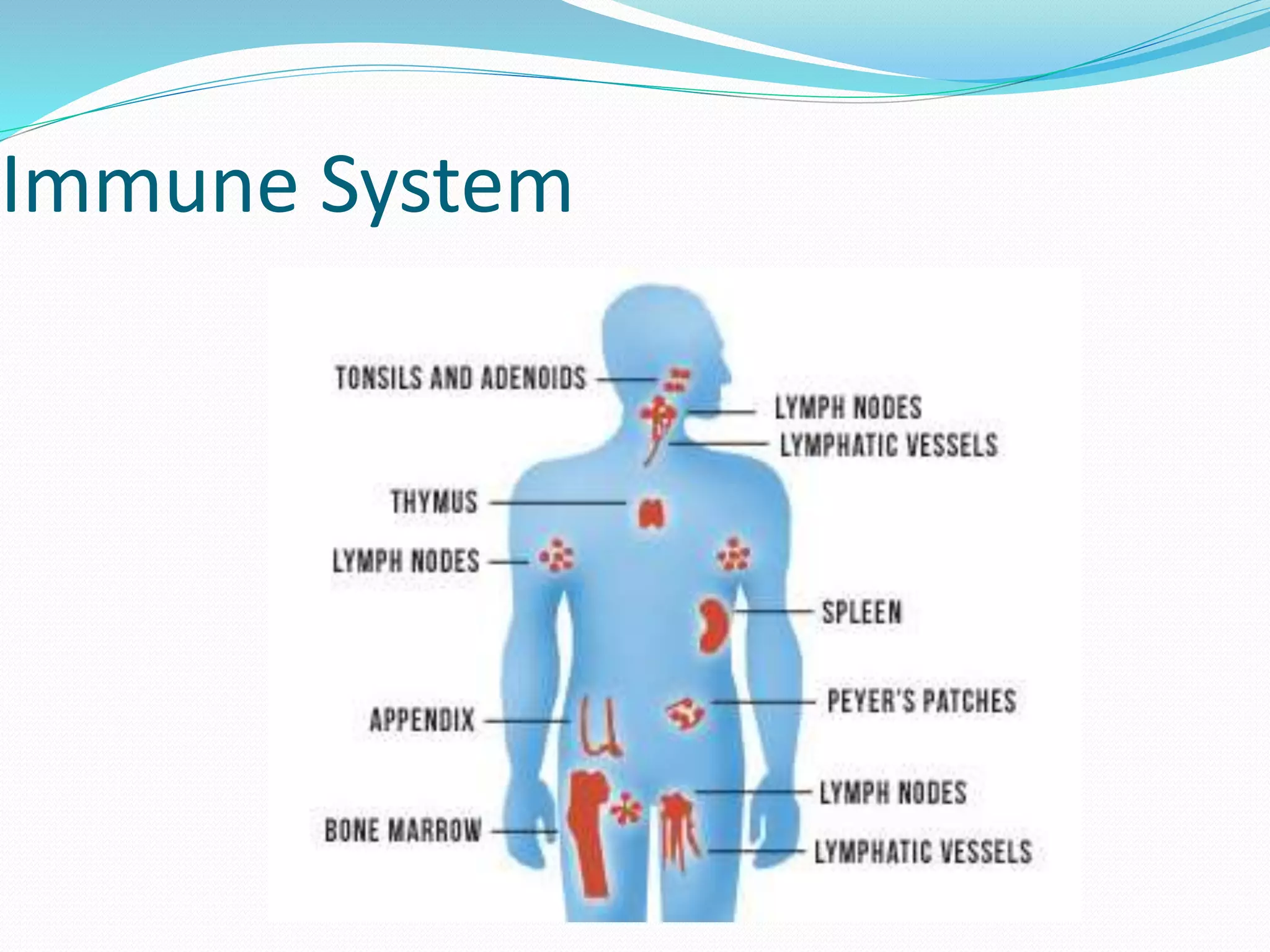 Immune System
 