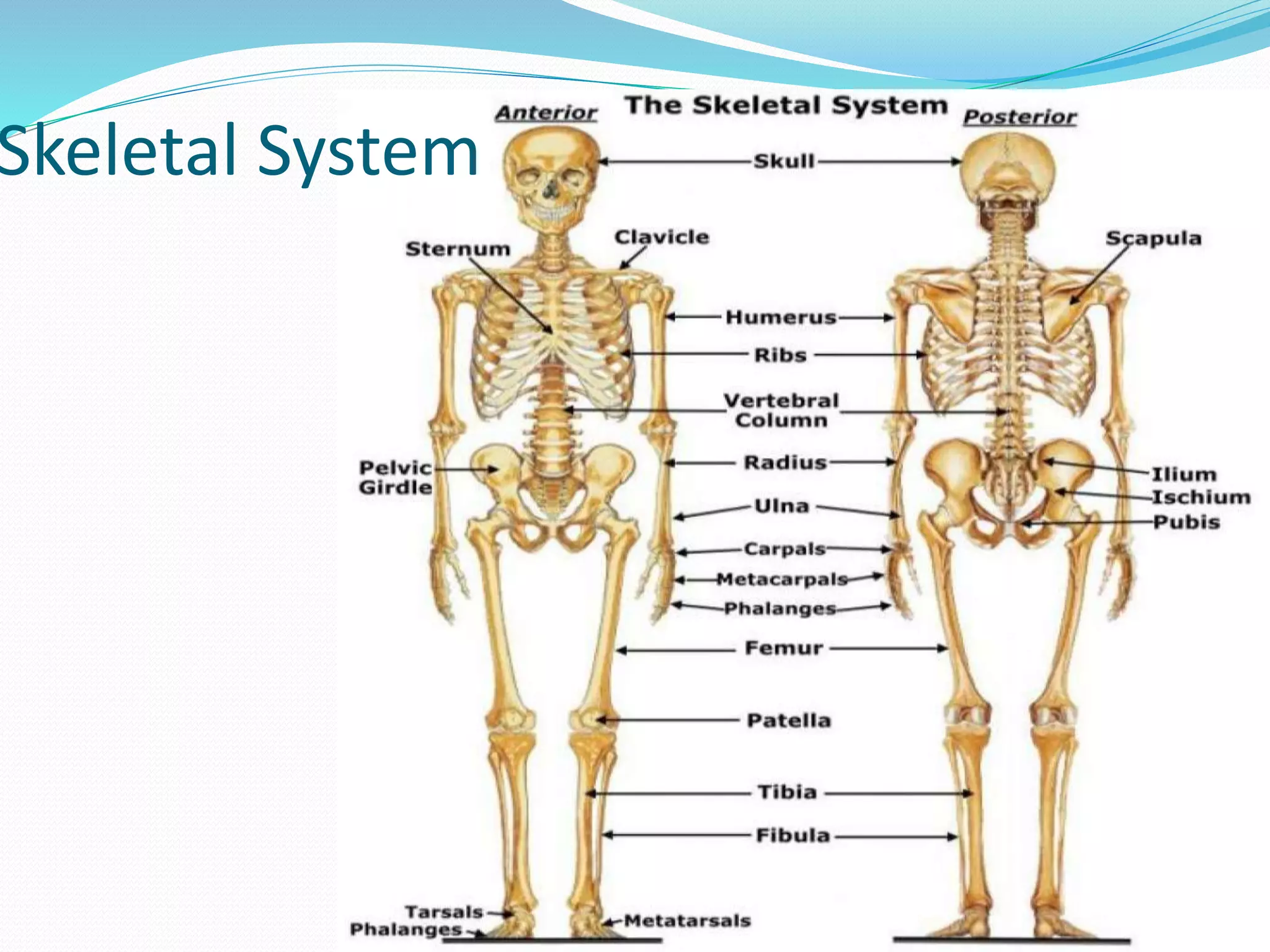 Skeletal System
 