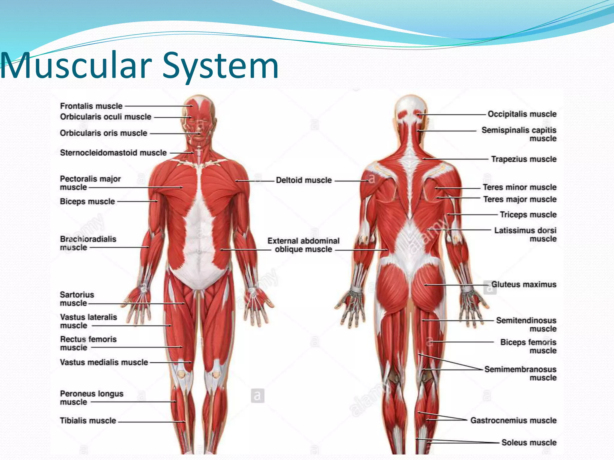 Muscular System
 