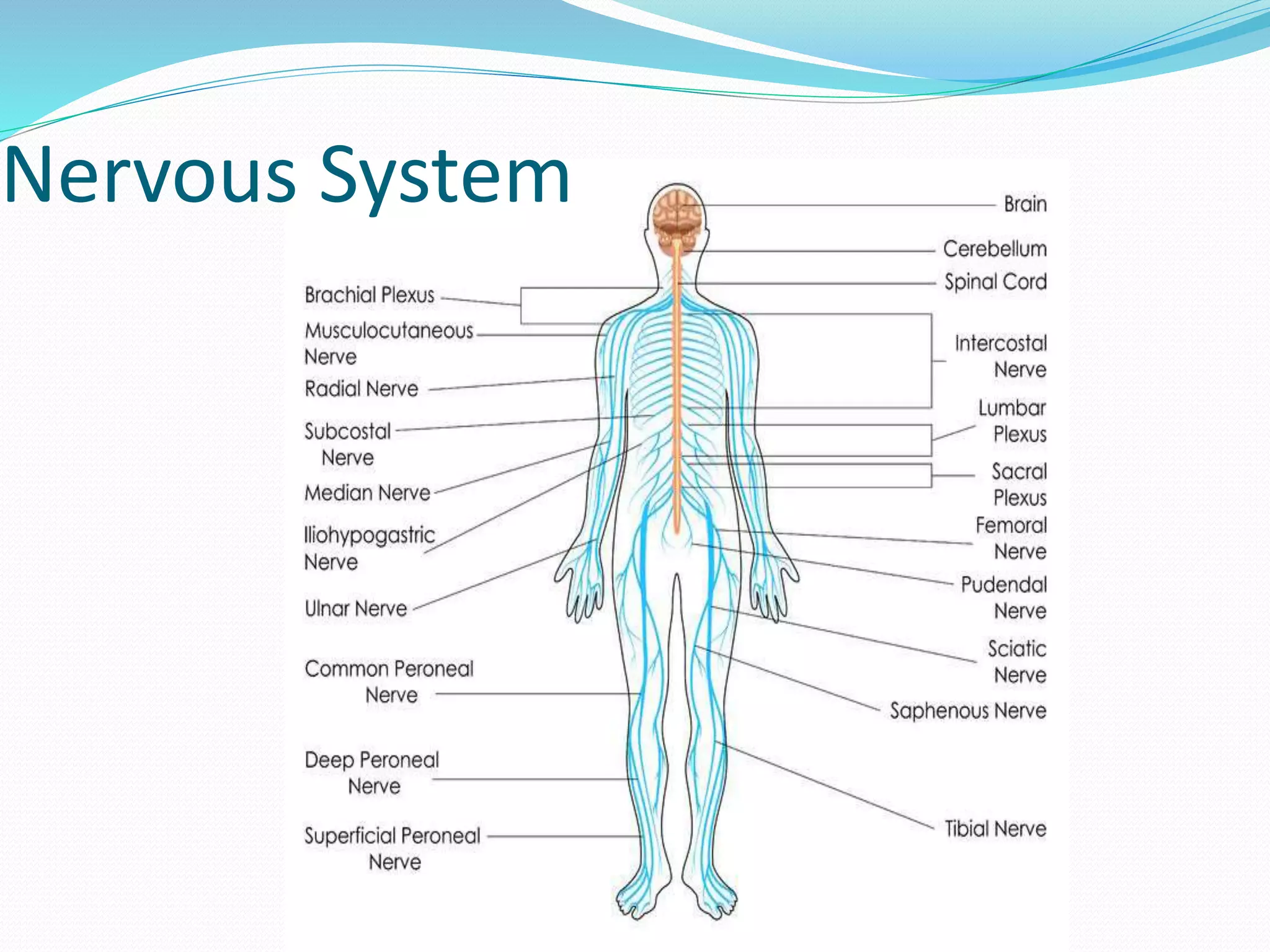Nervous System
 