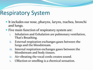 Respiratory System
 It includes our nose, pharynx, larynx, trachea, bronchi
and lungs.
 Five main function of respiratory system are:
i. Inhalation and Exhalation are pulmonary ventilation,
That’s Breathing.
ii. External respiration exchanges gases between the
lungs and the bloodstream.
iii. Internal respiration exchanges gases between the
bloodstream and body tissues.
iv. Air vibrating the vocal cords creates sound.
v. Olfaction or smelling is a chemical sensation.
 