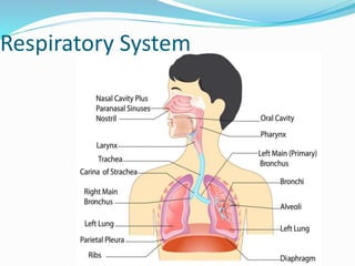 Respiratory System
 