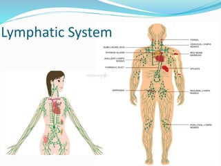 Lymphatic System
 