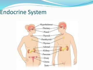 Endocrine System
 
