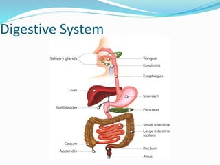 Digestive System
 