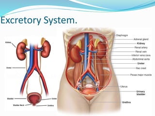 Excretory System.
 
