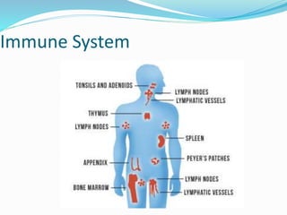 Immune System
 