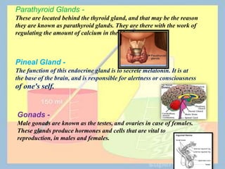 Parathyroid Glands -
These are located behind the thyroid gland, and that may be the reason
they are known as parathyroid glands. They are there with the work of
regulating the amount of calcium in the blood stream.
Pineal Gland -
The function of this endocrine gland is to secrete melatonin. It is at
the base of the brain, and is responsible for alertness or consciousness
of one's self.
Gonads -
Male gonads are known as the testes, and ovaries in case of females.
These glands produce hormones and cells that are vital to
reproduction, in males and females.
 