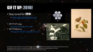 GIF IT UP: 2016!
• Stay tuned for 2016!
• http://dp.la/info/gif-it-up/
• GIF IT UP 2015:
http://gifitup2015.tumblr.com/
• GIF IT UP 2014:
http://dp.la/info/gif-it-up/gif-it-up-2014/
Butterflies by Richard Naples. Courtesy Smithsonian Libraries via the Biodiversity Heritage Library (Nature and the Environment)
Typing dog by Lillie Le Dorre.CourtesyArchives New ZealandTe Rua Mahara o te Kāwanatanga. (Animals)
Snowflakes by Jessica Pyburn.Courtesy Smithsonian Institution. (People’s Choice)
 