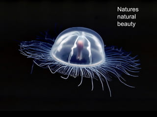 Natures
natural
beauty
 