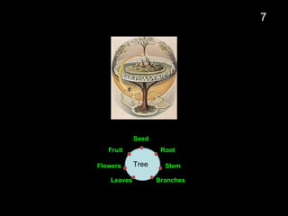 Seed
Root
Stem
Branches
Leaves
Flowers
Fruit
Tree
7
 