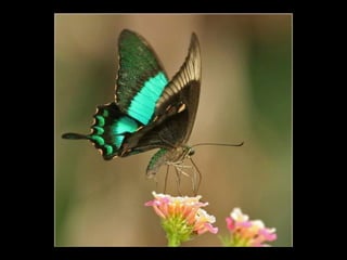 Jesus had many prayer vigils, and the people who
worked for heaven in the past also prayed hard in
order to fulfil their great missions.
Without a life of prayer, they could not have reached
their levels.
You may not know when your prayers for God's
Will will be realized.
Neither do you know whether or not your prayers
will be answered.
Still, you should have patience to wait.
/SMM 1979 (104-111)
 