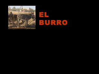El burro deriva del asno salvaje del Norte de Africa.
Generalmente es empleado como animal de carga en el
Sur de Europa. También viven muchos burros en
Irlanda, donde fueron introducidos desde España a
cambio de caballos durante la guerra napoleónica.
EL
BURRO
Menú
 