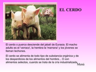 El cerdo o puerco desciende del jabalí de Eurasia. El macho
adulto es el 'verraco', la hembra la 'marrana' y los jóvenes se
llaman lechones.
El cerdo se alimenta de todo tipo de substancia orgánica y de
los desperdicios de los alimentos del hombre... O con
alimentos selectos, cuando se trata de la cría industrializada.
EL CERDO
Menú
 