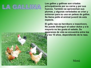 Los gallos y gallinas son criados
principalmente por su carne y por sus
huevos. También se aprovechan sus
plumas, y algunas variedades se crían y
entrenan para su uso en peleas de gallos.
Se llama pollo al animal juvenil de esta
especie.
El gallo rojo es hervíboro e insectívoro.
No puede distinguir el sabor dulce y a la
mayoría no les gusta el salado. Su
esperanza de vida se encuentra entre los
5 y los 10 años, dependiendo de la raza.
Menú
 