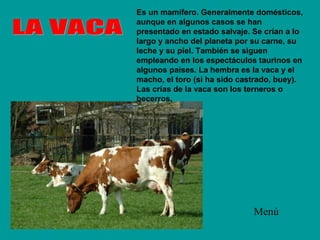 Es un mamífero. Generalmente domésticos,
aunque en algunos casos se han
presentado en estado salvaje. Se crían a lo
largo y ancho del planeta por su carne, su
leche y su piel. También se siguen
empleando en los espectáculos taurinos en
algunos países. La hembra es la vaca y el
macho, el toro (si ha sido castrado, buey).
Las crías de la vaca son los terneros o
becerros.
Menú
 