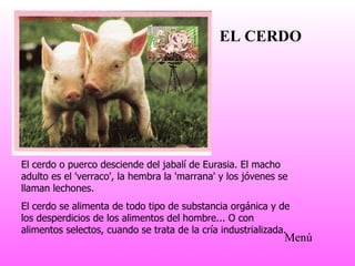 El cerdo o puerco desciende del jabalí de Eurasia. El macho adulto es el 'verraco', la hembra la 'marrana' y los jóvenes se llaman lechones.  El cerdo se alimenta de todo tipo de substancia orgánica y de los desperdicios de los alimentos del hombre... O con alimentos selectos, cuando se trata de la cría industrializada.  EL CERDO Menú 