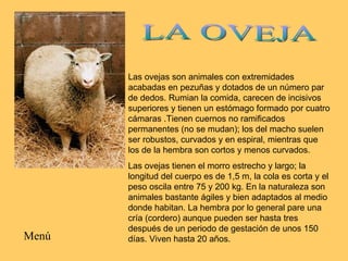 Las ovejas son animales con extremidades acabadas en pezuñas y dotados de un número par de dedos. Rumian la comida, carecen de incisivos superiores y tienen un estómago formado por cuatro cámaras .Tienen cuernos no ramificados permanentes (no se mudan); los del macho suelen ser robustos, curvados y en espiral, mientras que los de la hembra son cortos y menos curvados.  Las ovejas tienen el morro estrecho y largo; la longitud del cuerpo es de 1,5 m, la cola es corta y el peso oscila entre 75 y 200 kg. En la naturaleza son animales bastante ágiles y bien adaptados al medio donde habitan. La hembra por lo general pare una cría (cordero) aunque pueden ser hasta tres después de un periodo de gestación de unos 150 días. Viven hasta 20 años. LA OVEJA Menú 