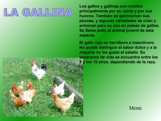 Los gallos y gallinas son criados principalmente por su carne y por sus huevos. También se aprovechan sus plumas, y alguna...