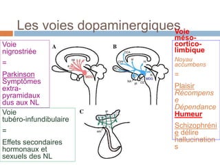 Les voies dopaminergiques
Voie
tubéro-infundibulaire
=
Effets secondaires
hormonaux et
sexuels des NL
Voie
nigrostriée
=
Parkinson
Symptômes
extra-
pyramidaux
dus aux NL
Voie
méso-
cortico-
limbique
Noyau
accumbens
=
Plaisir
Récompens
e
Dépendance
Humeur
Schizophréni
e délire
hallucination
s
 