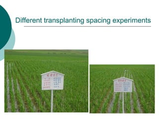 Different transplanting spacing experiments<br />