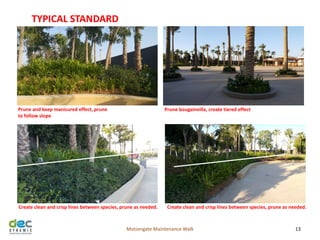 Motiongate Maintenance Walk 13
Prune and keep manicured effect, prune
to follow slope
TYPICAL STANDARD
Prune bougainvilla, create tiered effect
Create clean and crisp lines between species, prune as needed. Create clean and crisp lines between species, prune as needed.
 