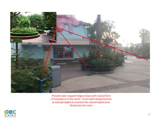 17
Provide lower clipped hedge at base with natural form
of Caeselpena in the center. Prune alternating branches
at varying heights to maintain the natural appearance.
All planters this zone.
 