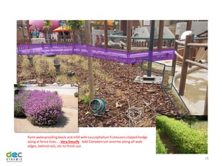 19
Paint waterproofing black and infill with Leucophyllum frutescens clipped hedge
along al fence lines…..Very Smurfy. Add Clerodenrum enerme along all walk
edges, behind rails, etc to finish out.
 