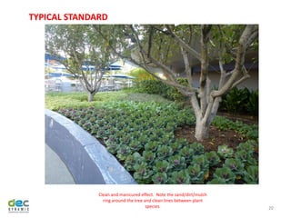 20
TYPICAL STANDARD
Clean and manicured effect. Note the sand/dirt/mulch
ring around the tree and clean lines between plant
species.
 