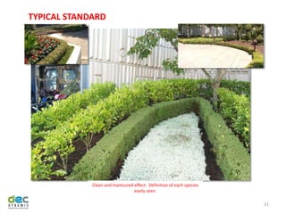 21
Clean and manicured effect. Definition of each species
easily seen.
TYPICAL STANDARD
 