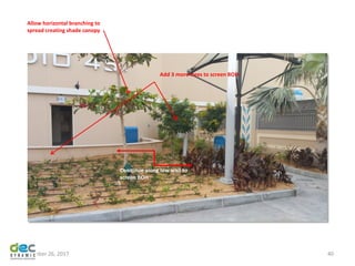 November 26, 2017 40
Allow horizontal branching to
spread creating shade canopy
Conitinue along low wall to
screen BOH
Add 3 more trees to screen BOH
 