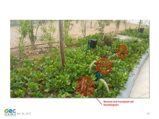 November 26, 2017 43
Remove and transplant red
fountaingrass
 