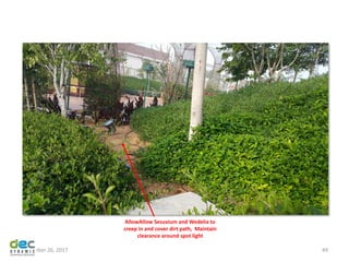November 26, 2017 49
AllowAllow Sesuvium and Wedelia to
creep in and cover dirt path, Maintain
clearance around spot light
 