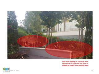 November 26, 2017 51
Take small clippings of Sesuvium from
other plants to upper left and plant at
300mm on center to fill in sandy areas.
 