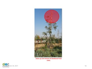 November 26, 2017 56
Clean up and remove all deadwood from
trees.
 