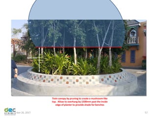 November 26, 2017 57
Train canopy by pruning to create a mushroom-like
top. Allow to overhang by 1500mm past the inside
edge of planter to provide shade for benches
1500 mm
 