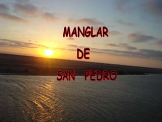 MANGLAR DE SAN PEDRO 
