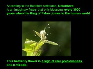 According to the Buddhist scriptures, Udumbara
is an imaginary flower that only blossoms every 3000
years when the King of Falun comes to the human world.
This heavenly flower is a sign of rare preciousness
and a miracle.
 
