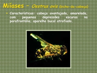 Miíases – Oestrus ovis (bicho-da-cabeça) 
Características: cabeça avantajada, amarelada, com pequenas depressões escuras na parafrontália; aparelho bucal atrofiado.  