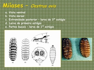a. Vista ventral b. Vista dorsal c. Extremidade posterior – larva de 3º estágio d. Larva de primeiro estágio e. Partes bucais – larva de 1º estágio Miíases – Oestrus ovis  