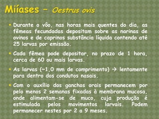Durante o vôo, nas horas mais quentes do dia, as fêmeas fecundadas depositam sobre as narinas de ovinos e de caprinos substância líquida contendo até 25 larvas por emissão. 
Cada fêmea pode depositar, no prazo de 1 hora, cerca de 60 ou mais larvas. 
As larvas (~1,0 mm de comprimento)  lentamente para dentro dos condutos nasais. 
Com o auxílio dos ganchos orais permanecem por pelo menos 2 semanas fixadas à membrana mucosa, onde alimentam-se de muco, cuja produção é estimulada pelos movimentos larvais. Podem permanecer nestes por 2 a 9 meses. Miíases – Oestrus ovis  
