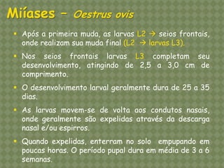 Após a primeira muda, as larvas L2  seios frontais, onde realizam sua muda final (L2  larvas L3). 
Nos seios frontais larvas L3 completam seu desenvolvimento, atingindo de 2,5 a 3,0 cm de comprimento. 
O desenvolvimento larval geralmente dura de 25 a 35 dias. 
As larvas movem-se de volta aos condutos nasais, onde geralmente são expelidas através da descarga nasal e/ou espirros. 
Quando expelidas, enterram no solo empupando em poucas horas. O período pupal dura em média de 3 a 6 semanas. Miíases – Oestrus ovis  