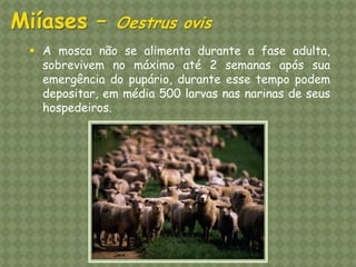 A mosca não se alimenta durante a fase adulta, sobrevivem no máximo até 2 semanas após sua emergência do pupário, durante esse tempo podem depositar, em média 500 larvas nas narinas de seus hospedeiros. Miíases – Oestrus ovis  