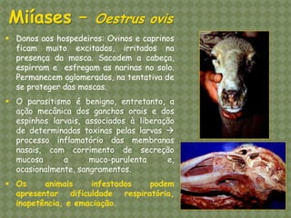 Danos aos hospedeiros: Ovinos e caprinos ficam muito excitados, irritados na presença da mosca. Sacodem a cabeça, espirram e esfregam as narinas no solo. Permanecem aglomerados, na tentativa de se proteger das moscas. 
O parasitismo é benigno, entretanto, a ação mecânica dos ganchos orais e dos espinhos larvais, associados à liberação de determinadas toxinas pelas larvas  processo inflamatório das membranas nasais, com corrimento de secreção mucosa a muco-purulenta e, ocasionalmente, sangramentos. 
Os animais infestados podem apresentar dificuldade respiratória, inapetência, e emaciação. 
Miíases – Oestrus ovis  
