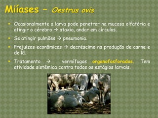 Ocasionalmente a larva pode penetrar na mucosa olfatória e atingir o cérebro  ataxia, andar em círculos. 
Se atingir pulmões  pneumonia. 
Prejuízos econômicos  decréscimo na produção de carne e de lã. 
Tratamento  vermífugos organofosforados. Tem atividade sistêmica contra todos os estágios larvais. Miíases – Oestrus ovis  