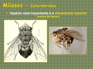 Espécie mais importante é a Dermatobia hominis (mosca do berne) Miíases – Cuterebridae  