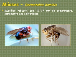 Muscóide robusto, com 12-17 mm de comprimento, semelhante aos califorídeos. Miíases – Dermatobia hominis  