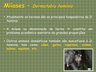 Atualmente os bovinos são os principais hospedeiros da D. hominis. 
A miíase ou denominada de berne  constitui um problema econômico-sanitário de grandes proporções. 
Outros animais domésticos também são suscetíveis à D. hominis, tais como: cães, gatos, caprinos, ovinos, suínos, equinos, etc... Miíases – Dermatobia hominis  