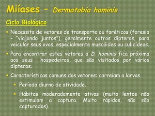 Ciclo Biológico 
Necessita de vetores de transporte ou foréticos (foresia – “viajando juntos”), geralmente outros dípteros, para veicular seus ovos, especialmente muscóides ou culicídeos. 
Para encontrar estes vetores a D. hominis fica próxima aos seus hospedeiros, que são visitados por vários dípteros. 
Características comuns dos vetores: carreiam a larvas 
Período diurno de atividade. 
Hábitos moderadamente ativos (muito lentos não estimulam a captura. Muito rápidos, não são capturados). Miíases – Dermatobia hominis  
